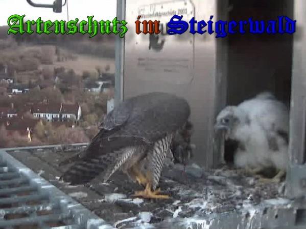 Copyright AiS / 2009 Wörner Bild zum Eintrag (30102-160)