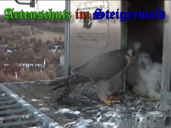 Copyright AiS / 2009 Wörner Bild zum Eintrag (30103-160)