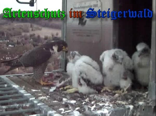 Copyright AiS / 2009 Wörner Bild zum Eintrag (30104-160)