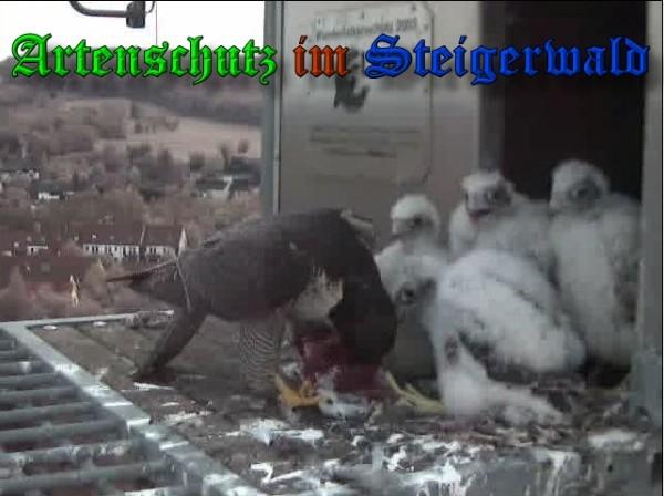 Copyright AiS / 2009 Wörner Bild zum Eintrag (30105-160)