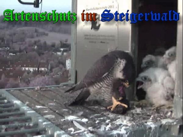 Copyright AiS / 2009 Wörner Bild zum Eintrag (30106-160)