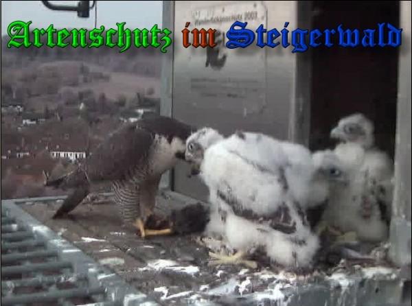 Copyright AiS / 2009 Wörner Bild zum Eintrag (30107-160)