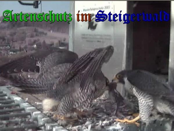Copyright AiS / 2009 Wörner Bild zum Eintrag (30108-160)