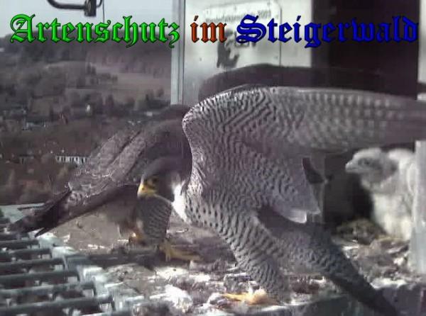 Copyright AiS / 2009 Wörner Bild zum Eintrag (30111-160)
