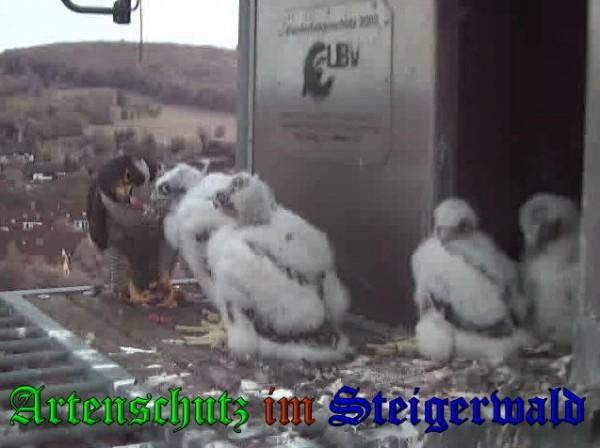Copyright AiS / 2009 Wörner Bild zum Eintrag (30112-160)