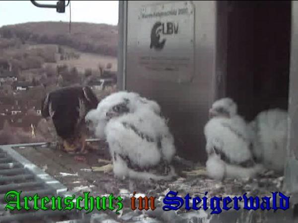 Copyright AiS / 2009 Wörner Bild zum Eintrag (30113-160)