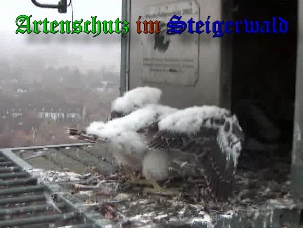 Copyright AiS / 2009 Wörner Bild zum Eintrag (30117-160)