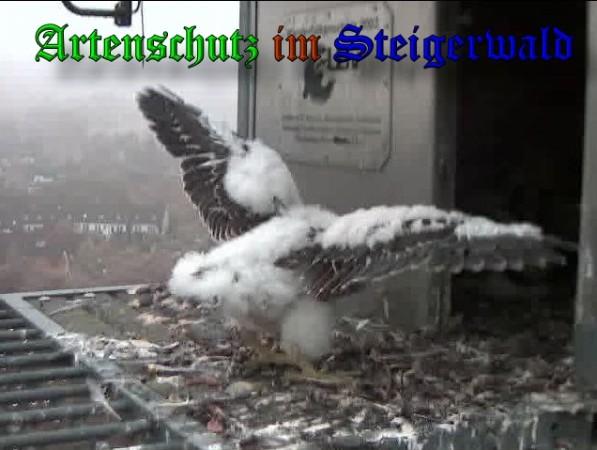 Copyright AiS / 2009 Wörner Bild zum Eintrag (30119-160)