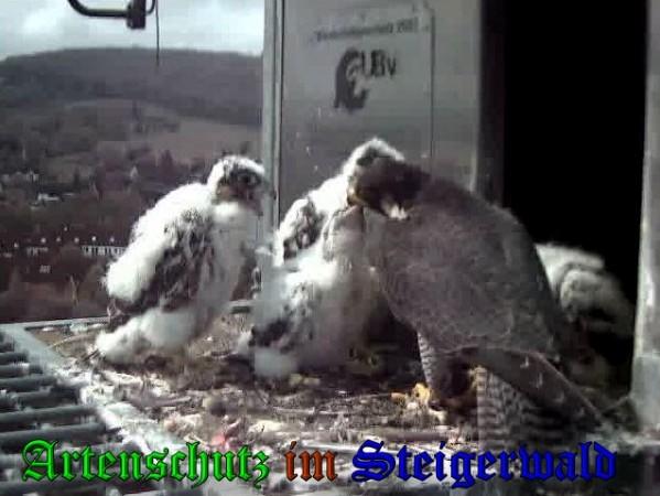 Copyright AiS / 2009 Wörner Bild zum Eintrag (30120-160)