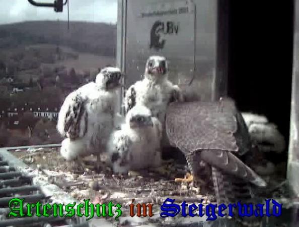 Copyright AiS / 2009 Wörner Bild zum Eintrag (30121-160)