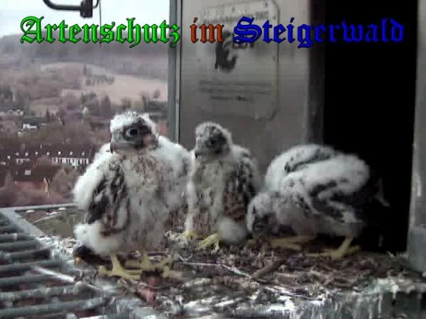 Copyright AiS / 2009 Wörner Bild zum Eintrag (30122-160)