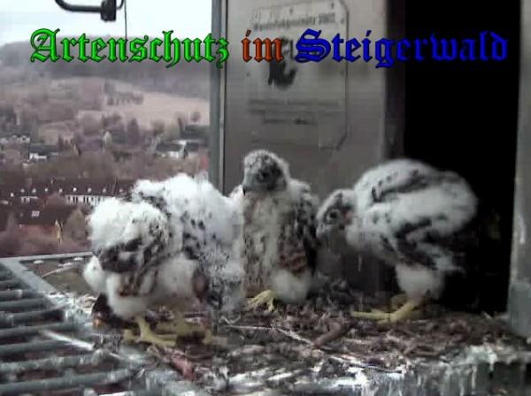 Copyright AiS / 2009 Wörner Bild zum Eintrag (30123-160)