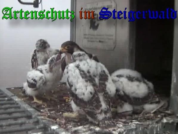 Copyright AiS / 2009 Wörner Bild zum Eintrag (30146-160)
