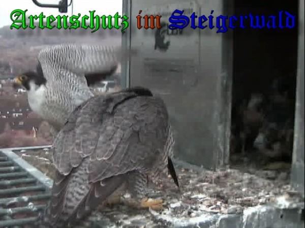 Copyright AiS / 2009 Wörner Bild zum Eintrag (30154-160)