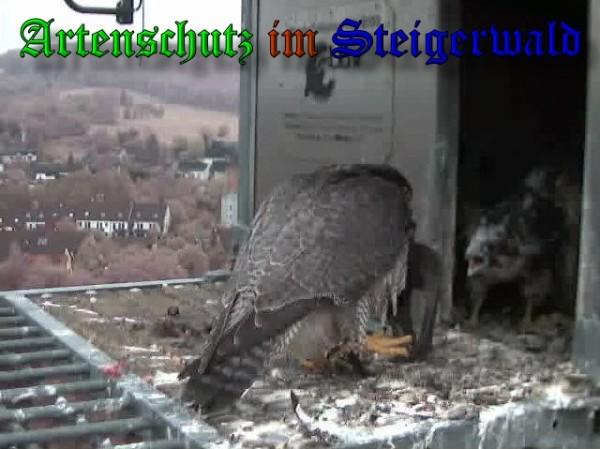 Copyright AiS / 2009 Wörner Bild zum Eintrag (30155-160)