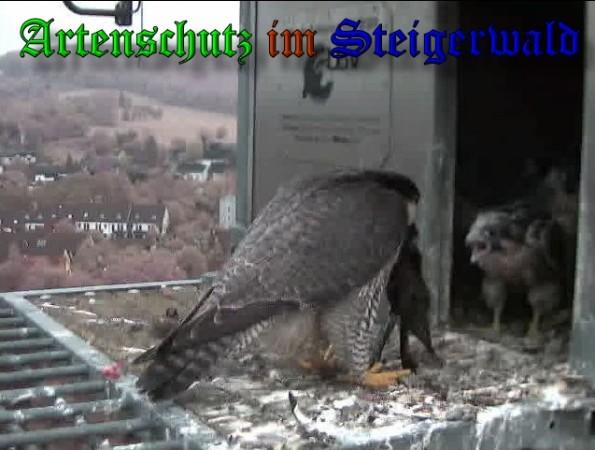 Copyright AiS / 2009 Wörner Bild zum Eintrag (30156-160)