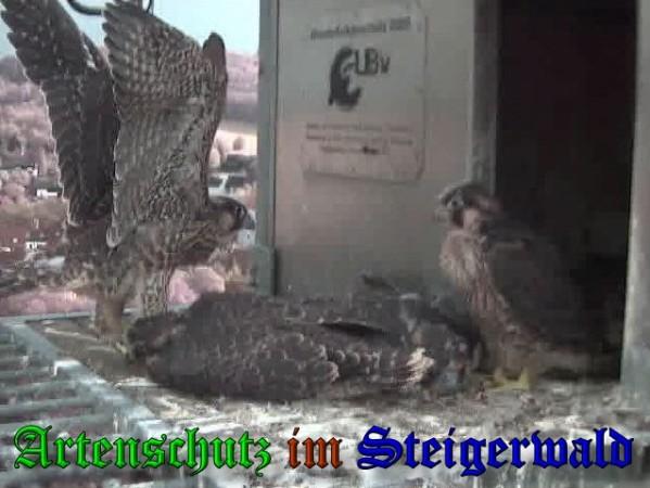 Copyright AiS / 2009 Wörner Bild zum Eintrag (30166-160)