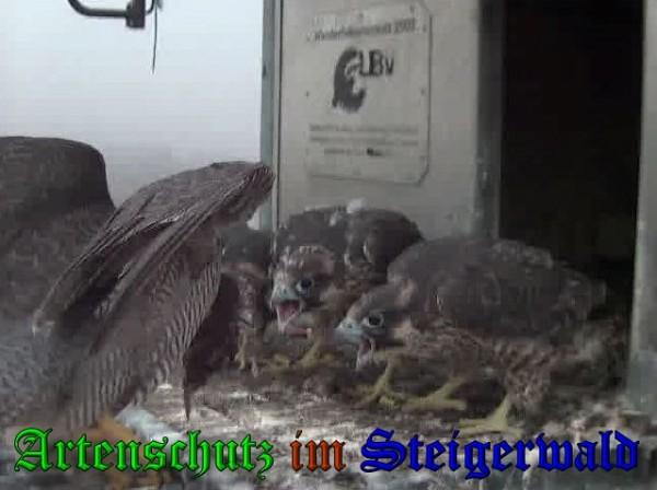 Copyright AiS / 2009 Wörner Bild zum Eintrag (30167-160)