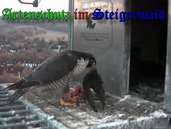 Copyright AiS / 2009 Wörner Bild zum Eintrag (30169-160)