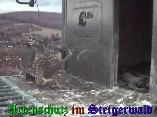 Copyright AiS / 2009 Wörner Bild zum Eintrag (30173-160)