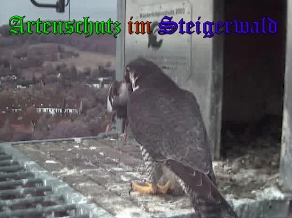 Copyright AiS / 2009 Wörner Bild zum Eintrag (30175-160)