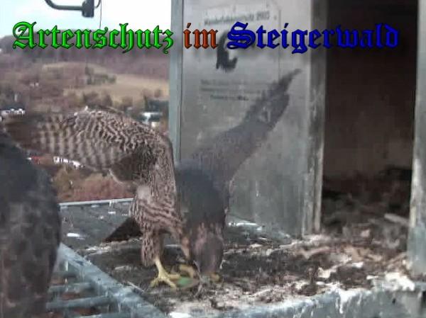 Copyright AiS / 2009 Wörner Bild zum Eintrag (30177-160)