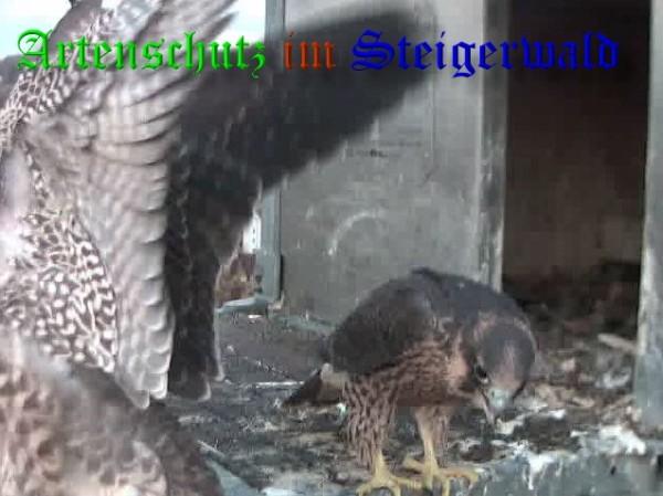 Copyright AiS / 2009 Wörner Bild zum Eintrag (30178-160)