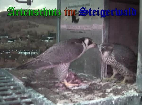 Copyright AiS / 2009 Wörner Bild zum Eintrag (30180-160)