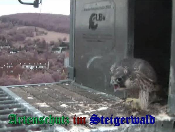 Copyright AiS / 2009 Wörner Bild zum Eintrag (30183-160)
