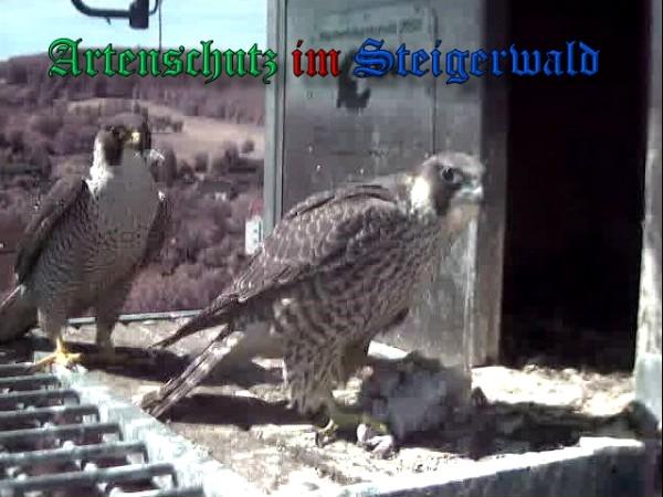 Copyright AiS / 2009 Wörner Bild zum Eintrag (30185-160)