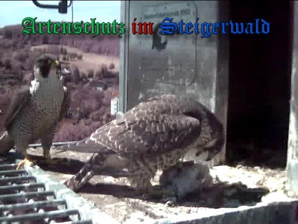 Copyright AiS / 2009 Wörner Bild zum Eintrag (30186-160)