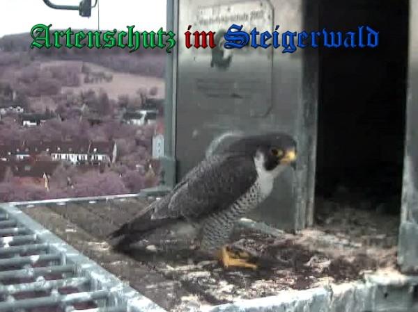 Copyright AiS / 2009 Wörner Bild zum Eintrag (30188-160)