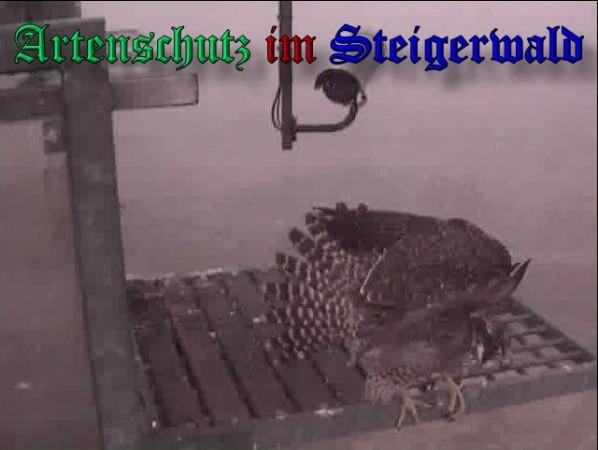 Copyright AiS / 2009 Wörner Bild zum Eintrag (30195-160)