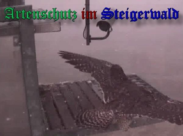 Copyright AiS / 2009 Wörner Bild zum Eintrag (30196-160)