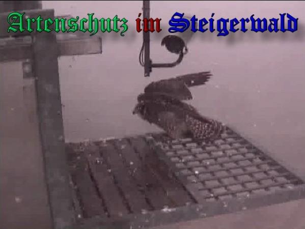 Copyright AiS / 2009 Wörner Bild zum Eintrag (30197-160)