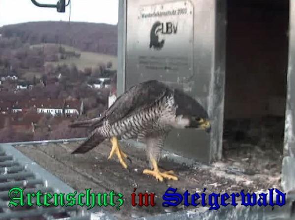 Copyright AiS / 2009 Wörner Bild zum Eintrag (30202-160)