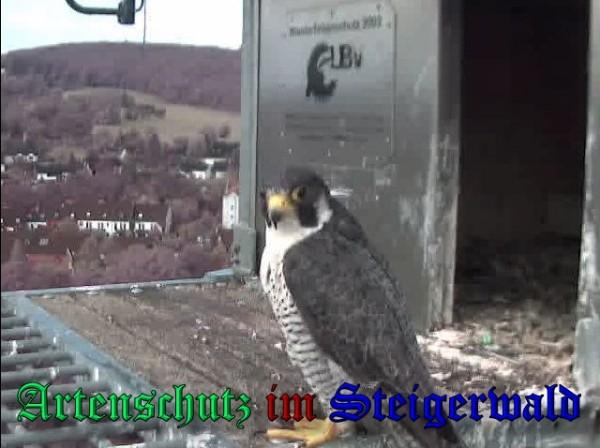 Copyright AiS / 2009 Wörner Bild zum Eintrag (30204-160)