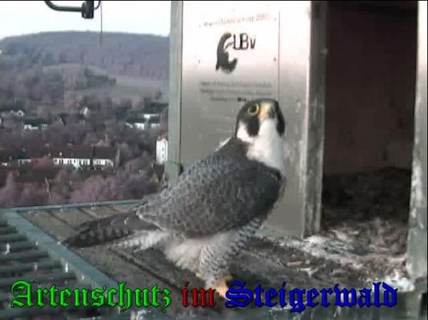 Copyright AiS / 2009 Wörner Bild zum Eintrag (30212-160)