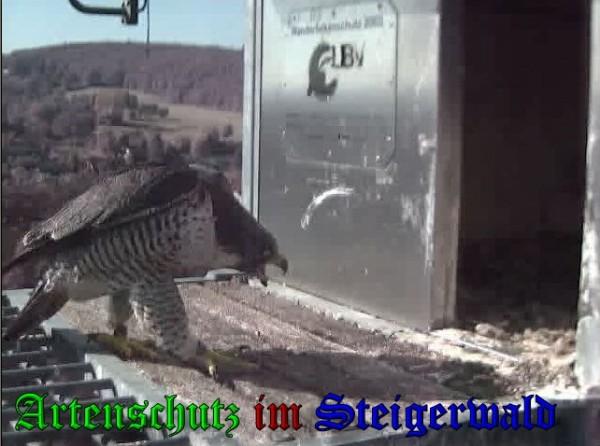 Copyright AiS / 2009 Wörner Bild zum Eintrag (30213-160)
