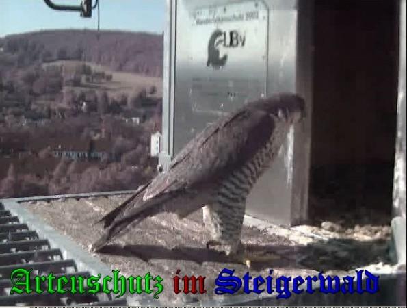 Copyright AiS / 2009 Wörner Bild zum Eintrag (30214-160)