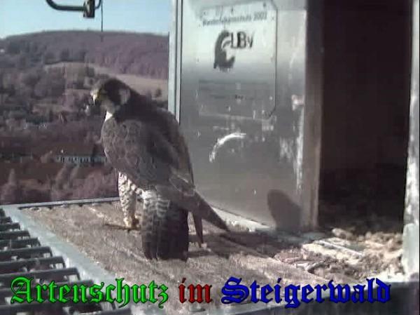 Copyright AiS / 2009 Wörner Bild zum Eintrag (30215-160)