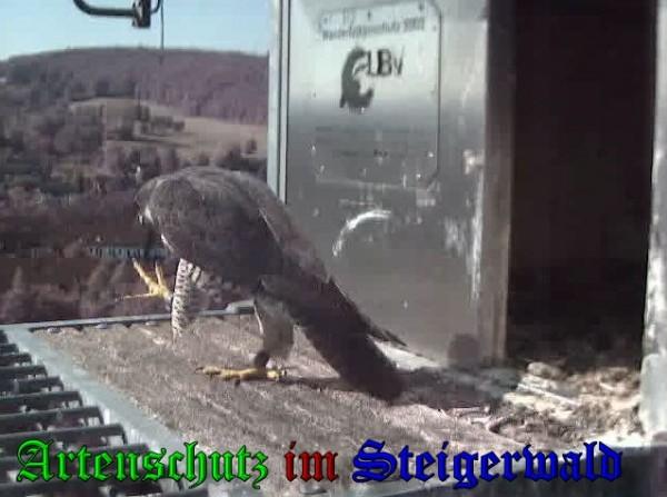 Copyright AiS / 2009 Wörner Bild zum Eintrag (30217-160)