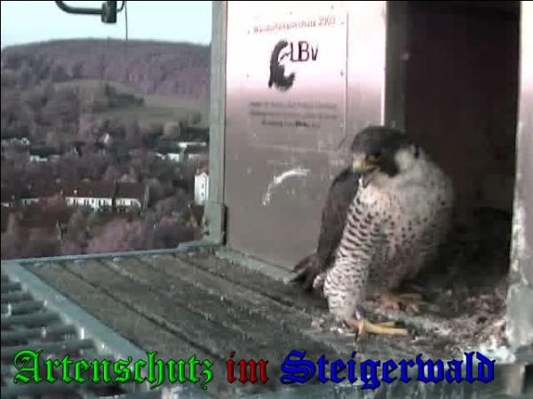 Copyright AiS / 2009 Wörner Bild zum Eintrag (30219-160)