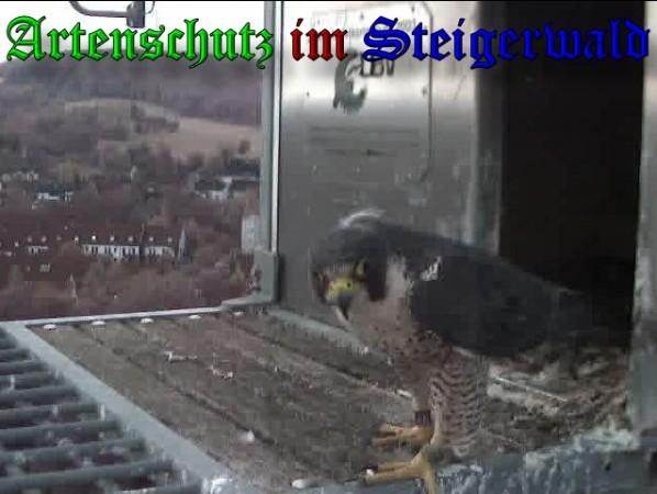 Copyright AiS / 2009 Wörner Bild zum Eintrag (30221-160)
