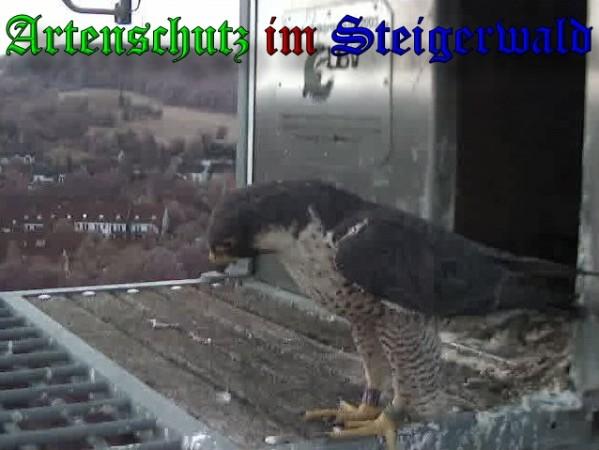 Copyright AiS / 2009 Wörner Bild zum Eintrag (30222-160)
