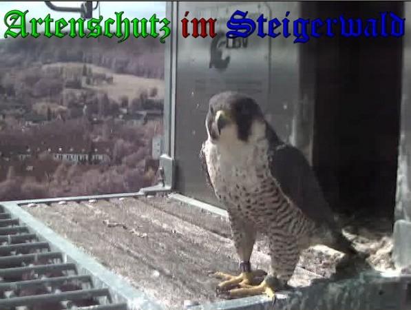 Copyright AiS / 2009 Wörner Bild zum Eintrag (30223-160)