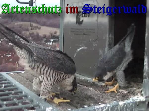 Copyright AiS / 2009 Wörner Bild zum Eintrag (30224-160)