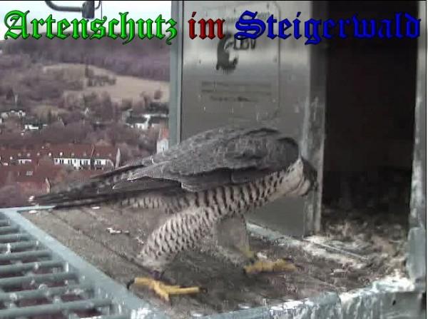 Copyright AiS / 2009 Wörner Bild zum Eintrag (30225-160)