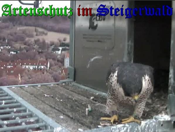 Copyright AiS / 2009 Wörner Bild zum Eintrag (30227-160)
