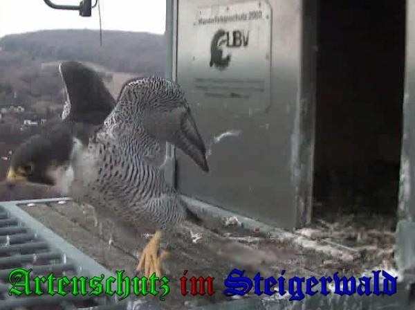 Copyright AiS / 2009 Wörner Bild zum Eintrag (30233-160)